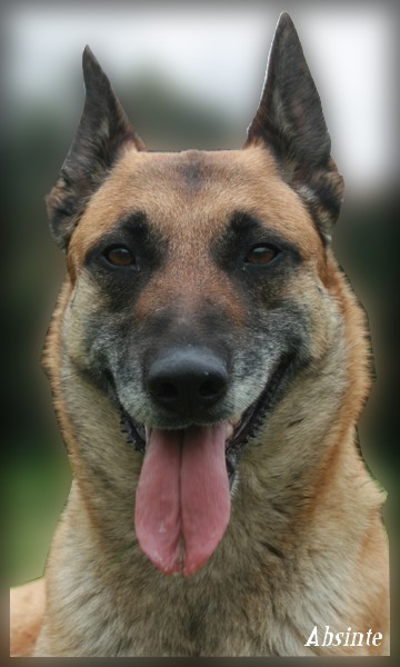 Absinte (Sans Affixe)